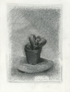 fiore su sasso basso72